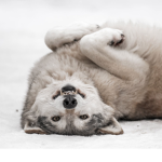 wolvess.
