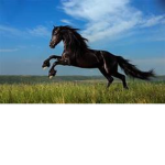 Angle horses