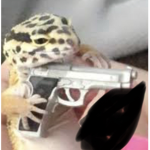Willkade pets