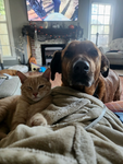 Lov kitty and dogs and god