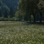 Just a Flower Feild༺