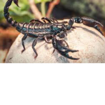 The scorpions boxing