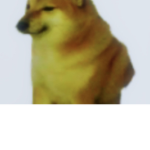 DOGE groups are cool