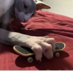 KIWI IS THE SQUAD PRO