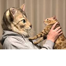 Cat Hangout