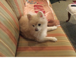 The friendly animal ######