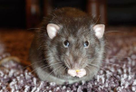 Rat are amazing!