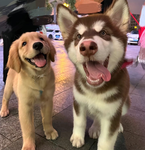 ɞ playdate