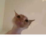Dani’s Cat World