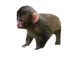 Aunix