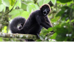 condiment enjoyer