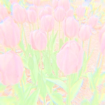 Fairlyglows