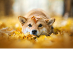 The Shiba Household