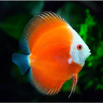 chunky fish