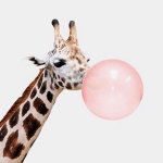 Giraffe fanss