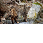 Warrior Cats~ CreekClan
