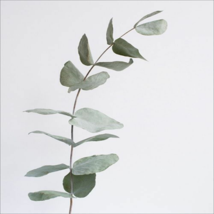 Aesthetic sage green Roblox decal