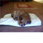 I Luv Doggies!!!