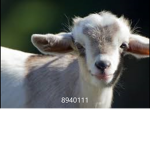 Goats :)