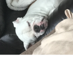 Bulldog program