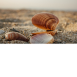 The Ocean Clam