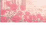 Rose Stxdioz