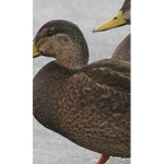 Ducks lives matter!!