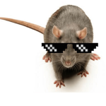 THE RAT CULT, RISE OF THE RATS