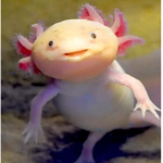 !!Axolotl!!