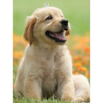 Doggy Fan Group.