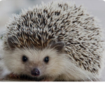 Animal Ioverzz