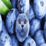 BlueBerry Kot