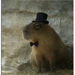 Aficionados de los Capybaras
