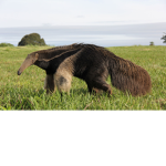 The Cool Anteaters!