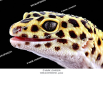 Leopard geckos United