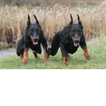 Doberman army