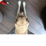 Doggos. Unite