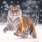 Big Tigers Corner