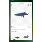 Sharks are in the sea
