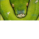 Snakey fan club