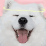The Meme-Wolf Pack