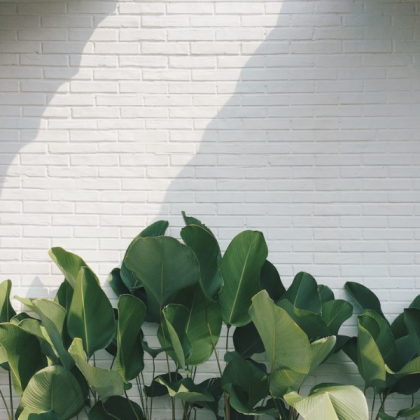 plant aesthetic Roblox decal