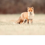 Foxy playz bedwars