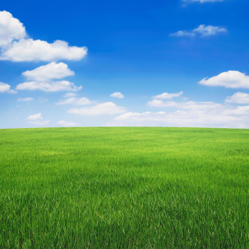 [ SOCIAL HANGOUT ] Grass Land 