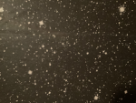 The Bright Stars 123