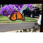 _Beautiful_Butterflies_
