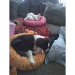 Dogs lovey cats And me