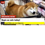 boy_sloths friends group