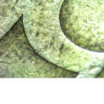 Spinne1
