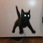 cool funky cats